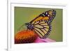 Milkweed Butterfly on Purple-null-Framed Photographic Print