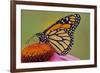 Milkweed Butterfly on Purple-null-Framed Photographic Print