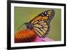 Milkweed Butterfly on Purple-null-Framed Photographic Print