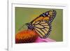 Milkweed Butterfly on Purple-null-Framed Photographic Print