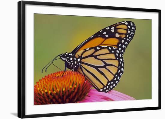 Milkweed Butterfly on Purple-null-Framed Photographic Print