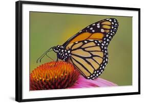 Milkweed Butterfly on Purple-null-Framed Photographic Print