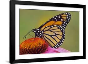 Milkweed Butterfly on Purple-null-Framed Photographic Print