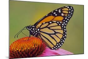 Milkweed Butterfly on Purple-null-Mounted Photographic Print