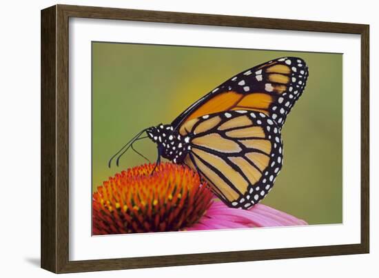 Milkweed Butterfly on Purple-null-Framed Photographic Print