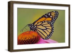 Milkweed Butterfly on Purple-null-Framed Photographic Print