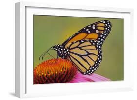 Milkweed Butterfly on Purple-null-Framed Photographic Print