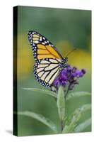 Milkweed Butterfly-null-Stretched Canvas