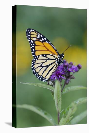 Milkweed Butterfly-null-Stretched Canvas