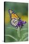 Milkweed Butterfly-null-Stretched Canvas