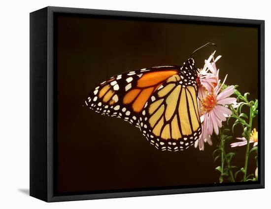 Milkweed Butterfly-null-Framed Stretched Canvas