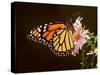 Milkweed Butterfly-null-Stretched Canvas