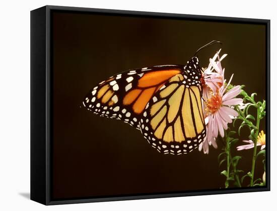 Milkweed Butterfly-null-Framed Stretched Canvas