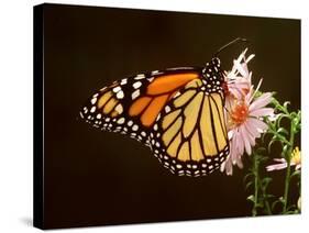 Milkweed Butterfly-null-Stretched Canvas