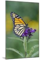 Milkweed Butterfly-null-Mounted Photographic Print