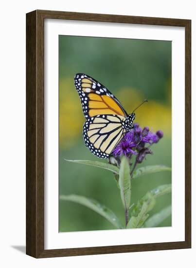 Milkweed Butterfly-null-Framed Photographic Print