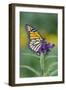 Milkweed Butterfly-null-Framed Photographic Print