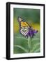 Milkweed Butterfly-null-Framed Photographic Print