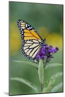 Milkweed Butterfly-null-Mounted Photographic Print