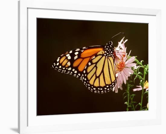 Milkweed Butterfly-null-Framed Photographic Print