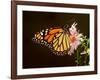 Milkweed Butterfly-null-Framed Photographic Print