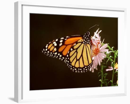 Milkweed Butterfly-null-Framed Photographic Print