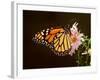 Milkweed Butterfly-null-Framed Photographic Print