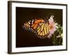 Milkweed Butterfly-null-Framed Photographic Print