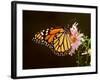 Milkweed Butterfly-null-Framed Photographic Print