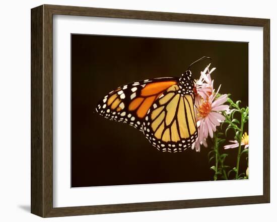 Milkweed Butterfly-null-Framed Photographic Print