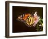 Milkweed Butterfly-null-Framed Photographic Print