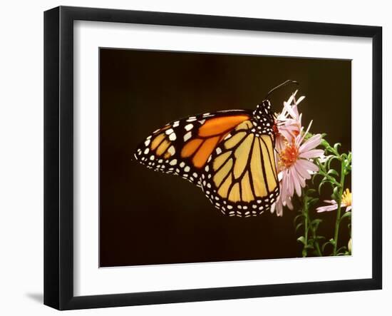 Milkweed Butterfly-null-Framed Photographic Print