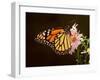 Milkweed Butterfly-null-Framed Photographic Print