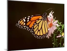 Milkweed Butterfly-null-Mounted Photographic Print