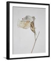 Milkweed - Ecru-Chris Dunker-Framed Art Print