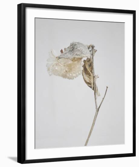 Milkweed - Ecru-Chris Dunker-Framed Art Print