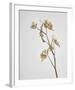 Milkweed - Ivory-Chris Dunker-Framed Art Print