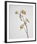 Milkweed - Ivory-Chris Dunker-Framed Art Print