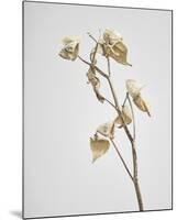 Milkweed - Ivory-Chris Dunker-Mounted Art Print