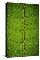 Milkweed Leaf-Steve Gadomski-Stretched Canvas