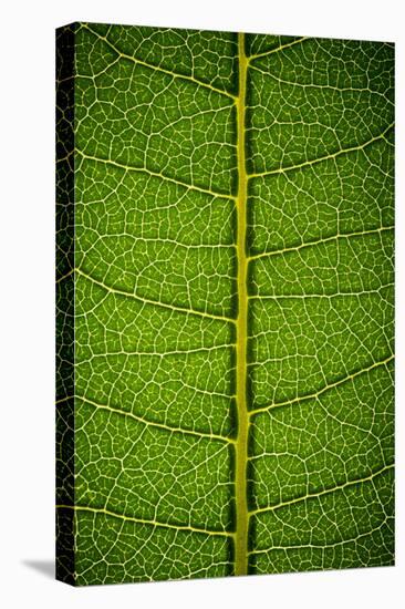 Milkweed Leaf-Steve Gadomski-Stretched Canvas