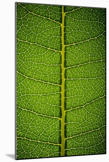 Milkweed Leaf-Steve Gadomski-Mounted Photographic Print