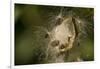 Milkweed Pod Opens, Garden, Los Angeles, California-Rob Sheppard-Framed Photographic Print