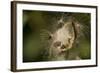 Milkweed Pod Opens, Garden, Los Angeles, California-Rob Sheppard-Framed Photographic Print