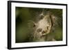 Milkweed Pod Opens, Garden, Los Angeles, California-Rob Sheppard-Framed Photographic Print