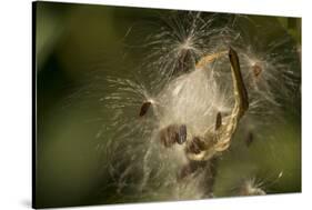 Milkweed Pod Opens, Garden, Los Angeles, California-Rob Sheppard-Stretched Canvas