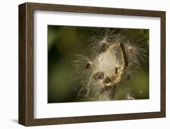 Milkweed Pod Opens, Garden, Los Angeles, California-Rob Sheppard-Framed Photographic Print