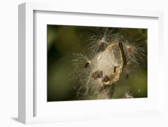 Milkweed Pod Opens, Garden, Los Angeles, California-Rob Sheppard-Framed Photographic Print