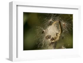 Milkweed Pod Opens, Garden, Los Angeles, California-Rob Sheppard-Framed Photographic Print