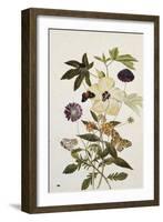 Milkweed, Poppy and Hibiscus with Butterflies and a Beetle-Thomas Robins Jr-Framed Giclee Print